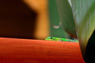 Yeşil Gecko, Reunion Adası 'nda odunu bekliyor.