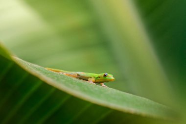 Reunion Adası 'nda muz yaprağı üzerinde yeşil Gecko