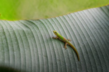Reunion Adası 'nda muz yaprağı üzerinde yeşil Gecko