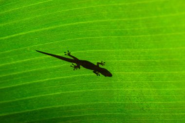 Reunion Adası 'nda muz yaprağı üzerinde yeşil Gecko