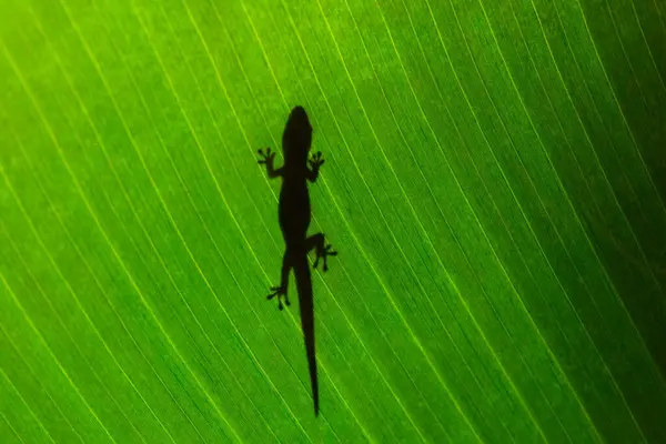 Green Gecko Banana Leaf Reunion Island — Stock Photo, Image