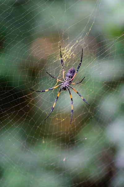 Nephila Spyder Και Web Στη Φύση Και Τον Κήπο Royalty Free Φωτογραφίες Αρχείου