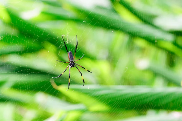 Nephila Spyder Και Web Στη Φύση Και Τον Κήπο Στο Royalty Free Εικόνες Αρχείου