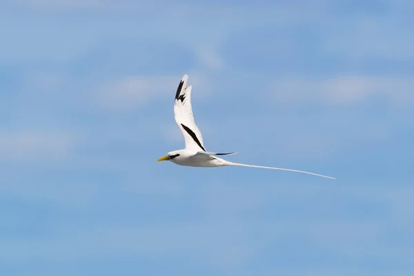 Paille Queue Phaeton Pássaro Voando Paisagens Naturais Ilha Reunião Imagens De Bancos De Imagens