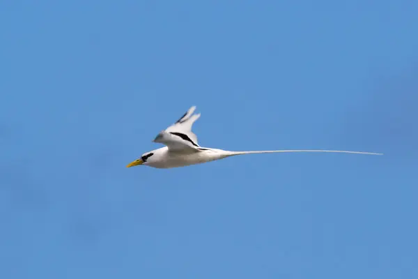 Paille Queue Phaeton Vogel Vliegen Natuur Reunion Island Stockafbeelding