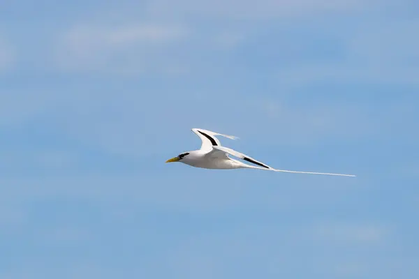 Paille Queue Phaeton Pássaro Voando Paisagens Naturais Ilha Reunião Imagens De Bancos De Imagens Sem Royalties