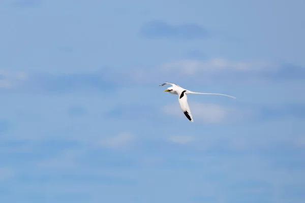 Paille Queue Phaeton Pássaro Voando Paisagens Naturais Com Céu Azul Fotos De Bancos De Imagens