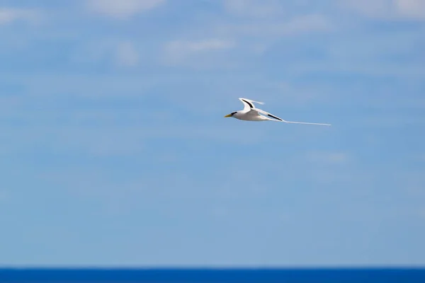 Paille Queue Phaeton Vogel Vliegen Natuur Met Blauwe Lucht Wolken Stockfoto