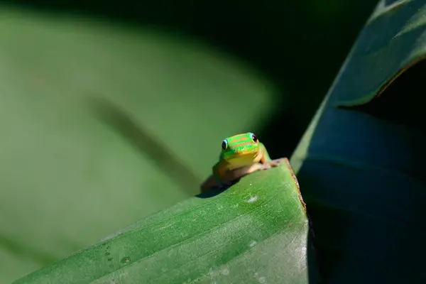 Gecko Verde Folha Banana Ilha Reunião Imagens De Bancos De Imagens