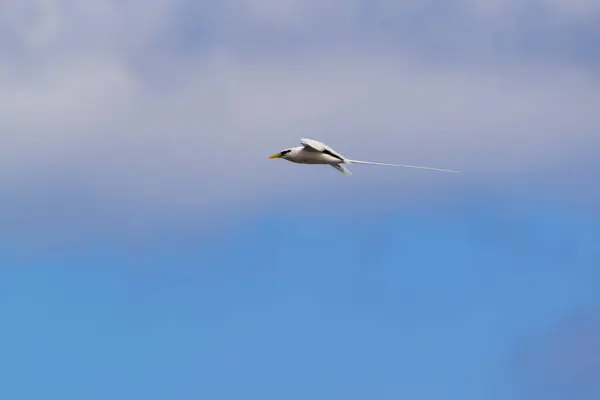 Paille Queue Phaeton Vogel Vliegen Natuur Met Blauwe Lucht Wolken Rechtenvrije Stockfoto's