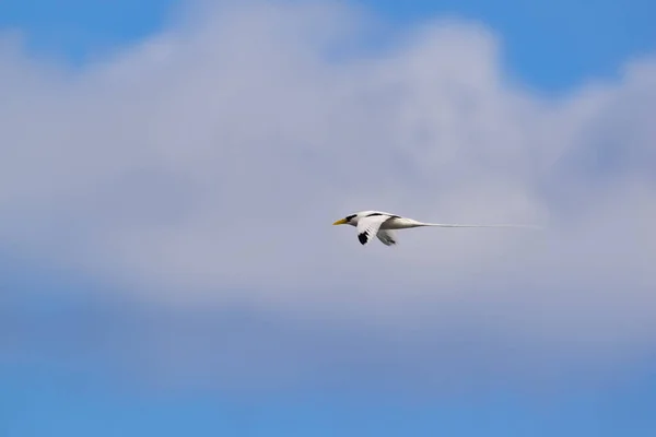 Paille Queue Phaeton Pássaro Voando Paisagens Naturais Com Céu Azul Fotos De Bancos De Imagens Sem Royalties