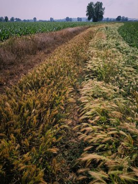 Buğday tarlası manzarası, renkli tahıl yolu, kırsal bölge, kentsel olmayan İtalya, sakin manzara