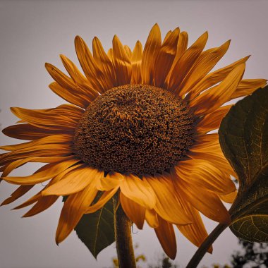 Ayçiçeği, makro görüş, kırsal alan, tarım çiftliği. Sarı yapraklar, güzel, pofuduk bitkiler. Reto efekti posteri