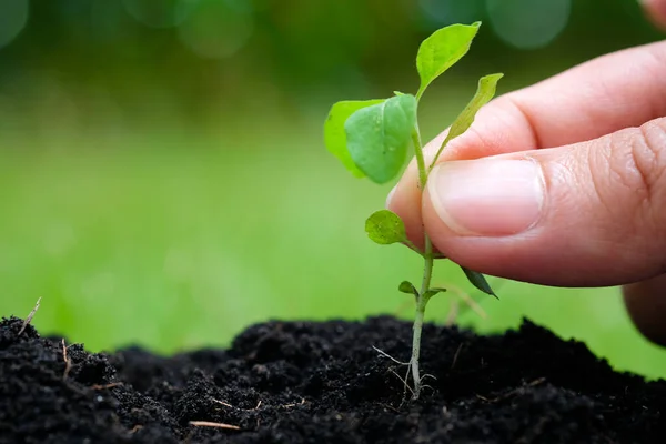 stock image Human hands are planting seedlings in soil agriculture Growing plants nature sunlight green background nature