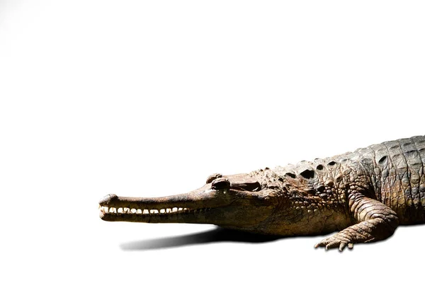 Голова Тело Крокодила Имеют Сильные Передние Ноги Белом Фоне — стоковое фото