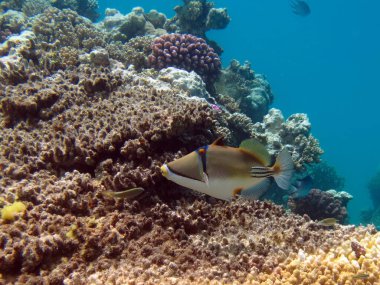 Colorful tropical fish on a coral reef, amazingly beautiful fairy world. In the coral gardens of the Red Sea.