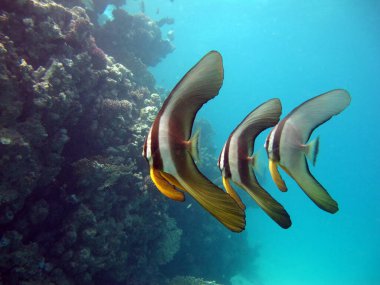 Colorful tropical fish on a coral reef, amazingly beautiful fairy world. In the coral gardens of the Red Sea.