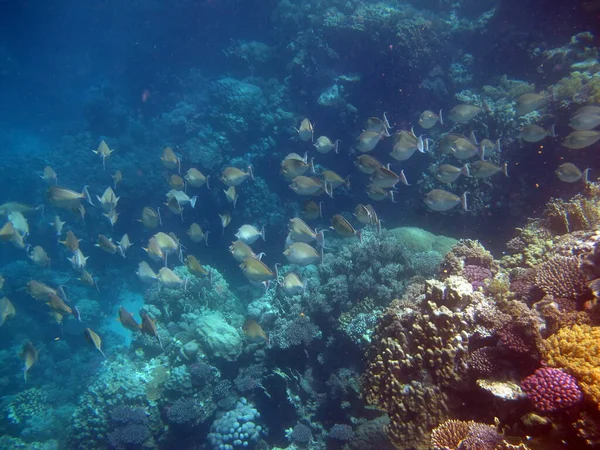 Poisson Tropical Coloré Sur Récif Corallien Monde Des Fées Incroyablement — Photo
