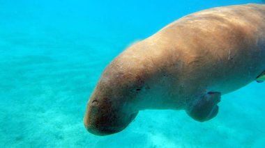Dugong (dugong dugon) veya Kızıldeniz'de deniz.