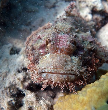 Colorful tropical fish on a coral reef, amazingly beautiful fairy world. In the coral gardens of the Red Sea.