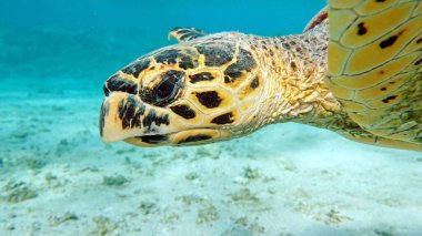 Şahin gagalı deniz kaplumbağası (CR türleri) Şahin gagalı Kaplumbağa - Eretmochelys imbricata.