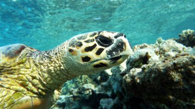 Şahin gagalı deniz kaplumbağası (CR türleri) Şahin gagalı Kaplumbağa - Eretmochelys imbricata.