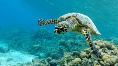 Şahin gagalı deniz kaplumbağası (CR türleri) Şahin gagalı Kaplumbağa - Eretmochelys imbricata.