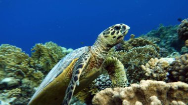 Şahin gagalı deniz kaplumbağası (CR türleri) Şahin gagalı Kaplumbağa - Eretmochelys imbricata.