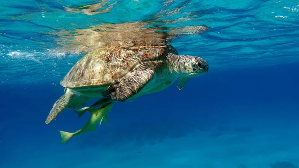 Grüne Schildkröten Sind Die Größten Aller Meeresschildkröten Ein Typischer Erwachsener — Stockfoto