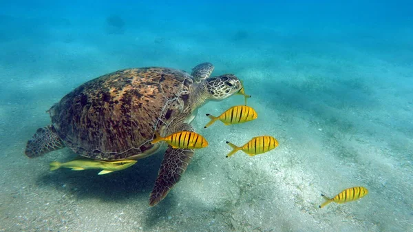 Zielone Żółwie Największe Wszystkich Żółwi Morskich Typowy Dorosły Stóp Długości — Zdjęcie stockowe