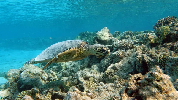 Hawksbill Sea Turtle Species Hawksbill Turtle Eretmochelys Imbricata — Stock Photo, Image