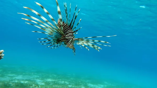 Lion Fish Красном Море Чистой Голубой Воде Поисках Пищи — стоковое фото