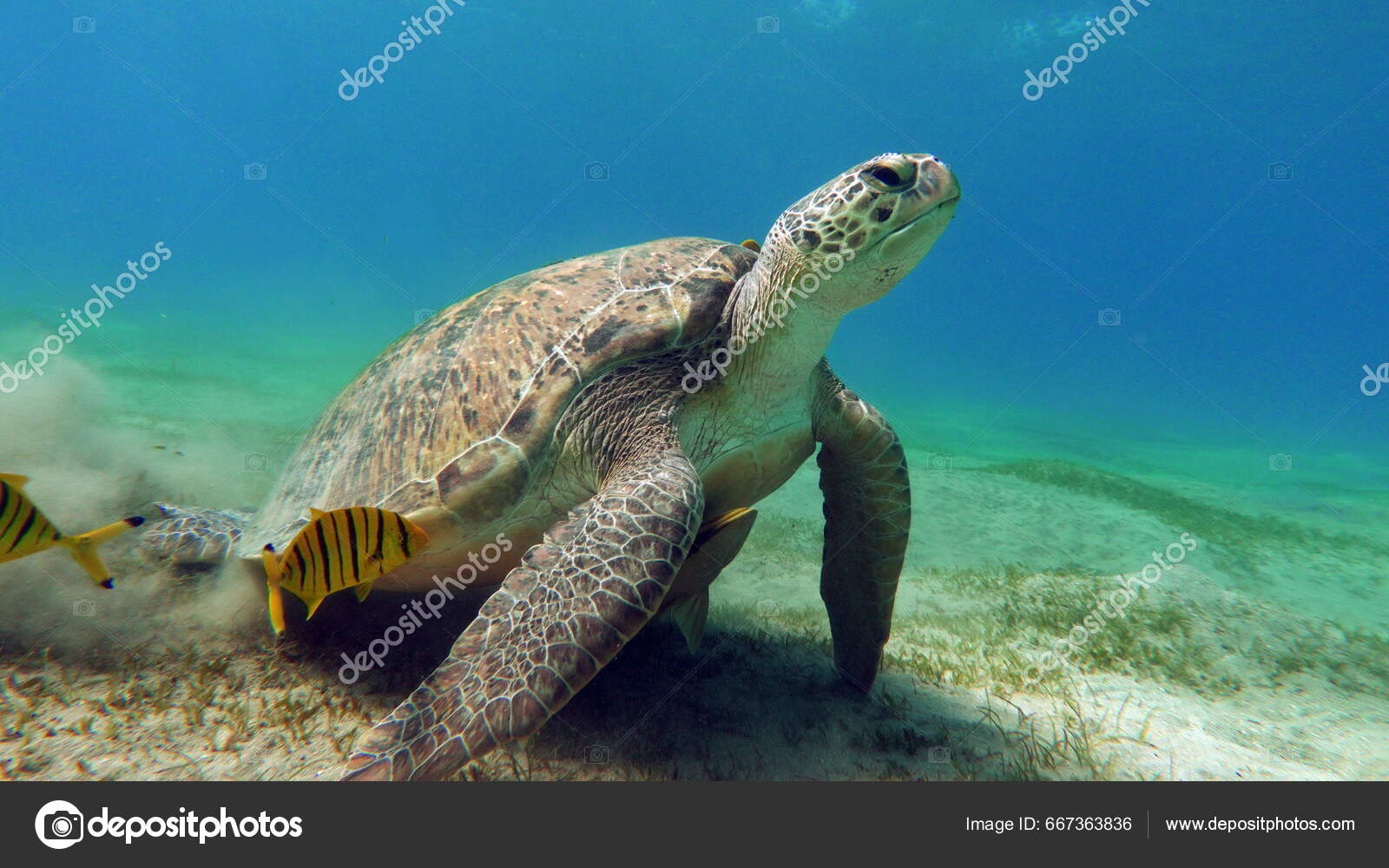 Big Green Turtle Reefs Red Sea Green Turtles Largest All — Stock