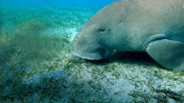 Deniz ineği (dugong dugon) ya da Kızıl Deniz 'de deniz kenarı. Marsa Mübarek Körfezi 'nden yavru deniz ineği. .