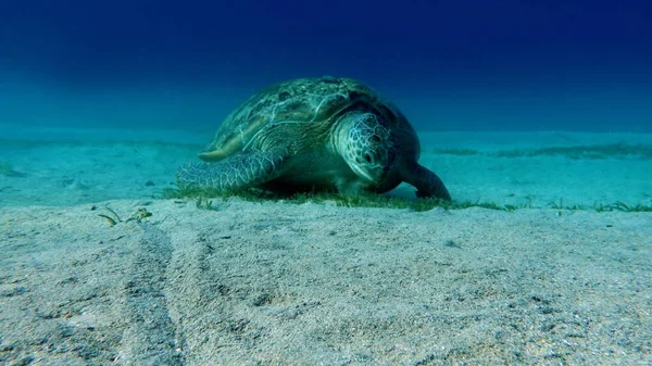 Tortuga Verde Grande Los Arrecifes Del Mar Rojo Las Tortugas — Foto de Stock