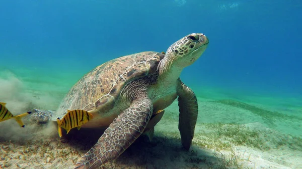 Kızıl Deniz resiflerindeki büyük yeşil kaplumbağa. Yeşil kaplumbağalar deniz kaplumbağalarının en büyüğüdür. Tipik bir yetişkin 1-2 metre boyunda ve 90-150 kilo ağırlığındadır..