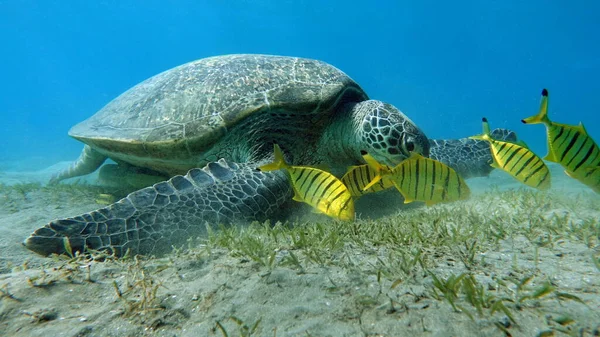 Große Grüne Schildkröten Den Riffen Des Roten Meeres Grüne Schildkröten — Stockfoto