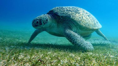 Büyük Yeşil Kaplumbağa, Yeşil Kaplumbağa tüm deniz kaplumbağalarının en büyüğüdür. Tipik bir yetişkin 1-2 metre boyunda ve 90-150 kilo ağırlığındadır..