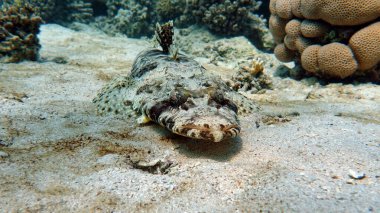 Crocodile fish, fish bone type fish Osteichthyes Flathead (Platycephalidae). 
