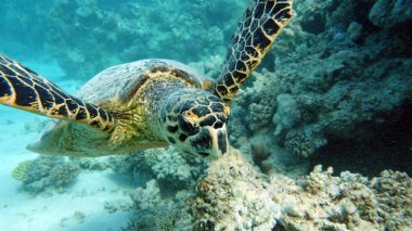 Şahin gagalı deniz kaplumbağası (CR türleri) Şahin gagalı Kaplumbağa - Eretmochelys imbricata.