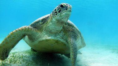 Büyük Yeşil Kaplumbağa, Yeşil Kaplumbağa tüm deniz kaplumbağalarının en büyüğüdür. Tipik bir yetişkin 1-2 metre boyunda ve 90-150 kilo ağırlığındadır..
