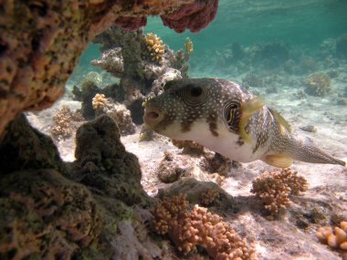 Colorful tropical fish on a coral reef, amazingly beautiful fairy world. In the coral gardens of the Red Sea.