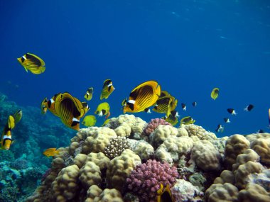 Colorful tropical fish on a coral reef, amazingly beautiful fairy world. In the coral gardens of the Red Sea.