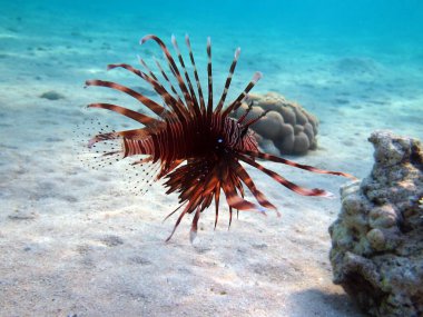 Kızıl Deniz 'deki Aslan Balığı, açık mavi sularda yiyecek arıyor. .