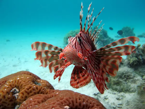 Риба Лев Червоному Морі Чистому Синьому Полюванні Їжу — стокове фото