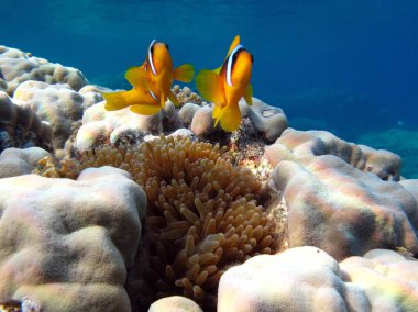 Colorful tropical fish on a coral reef, amazingly beautiful fairy world. In the coral gardens of the Red Sea.