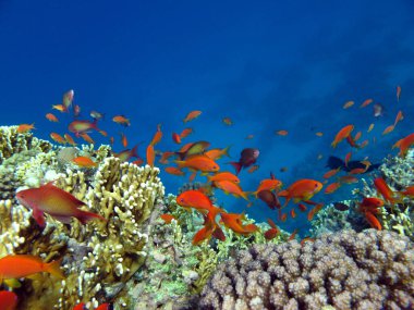 Colorful tropical fish on a coral reef, amazingly beautiful fairy world. In the coral gardens of the Red Sea.
