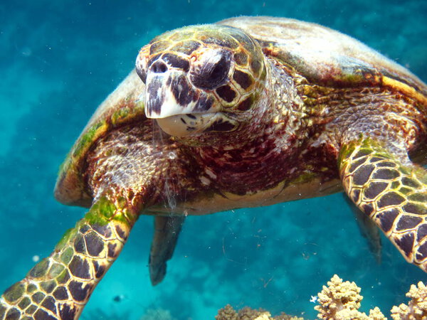 Ястребиная морская черепаха (вид CR) Ястребиная черепаха - Eretmohys imbricata.