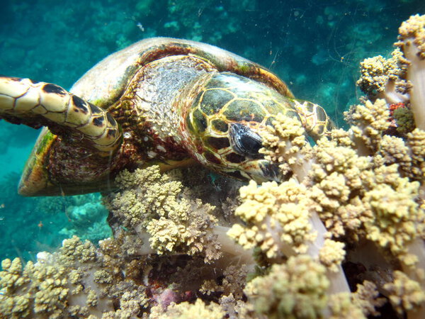 Ястребиная морская черепаха (вид CR) Ястребиная черепаха - Eretmohys imbricata.