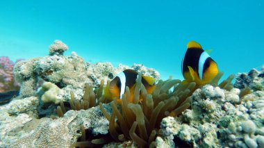 Colorful tropical fish on a coral reef, amazingly beautiful fairy world. In the coral gardens of the Red Sea.